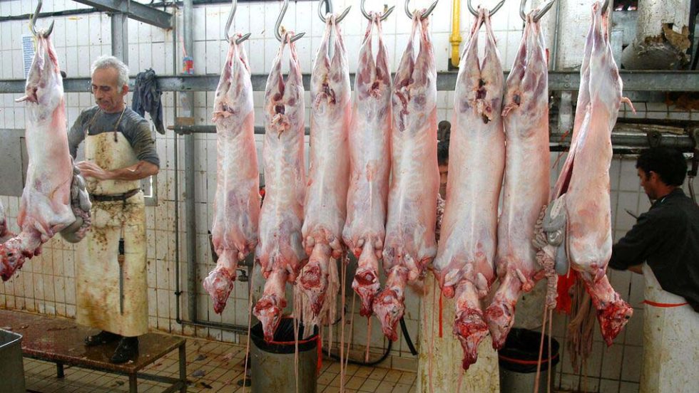 sfagio amnoerifia
